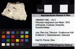 Foto (Objket + Etiketten) von Pithonoton marginatum (von Meyer, 1842) 